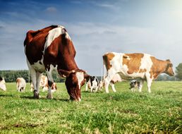 水產(chǎn)養(yǎng)殖、畜牧殺菌劑